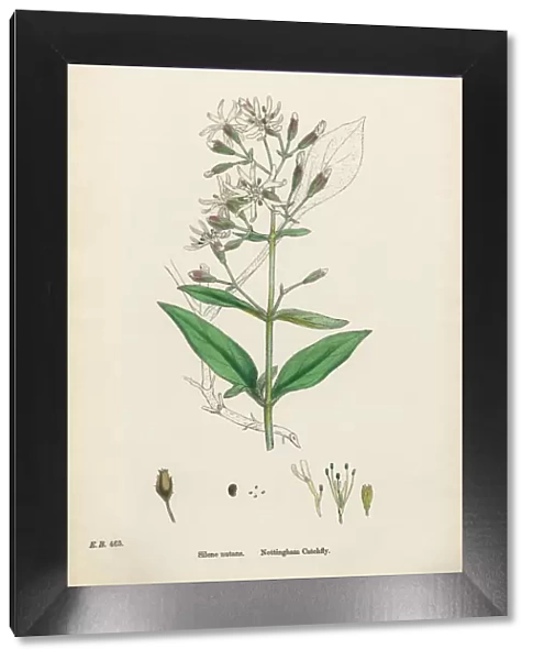 Nottingham Catchfly, Silene Nutans, Victorian Botanical Illustration, 1863