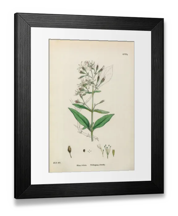 Framed Print : Nottingham Catchfly, Silene Nutans, Victorian Botanical Illustration, 1863 Framed Print : Nottingham Catchfly, Silene Nutans, Victorian Botanical Illustration, 1863