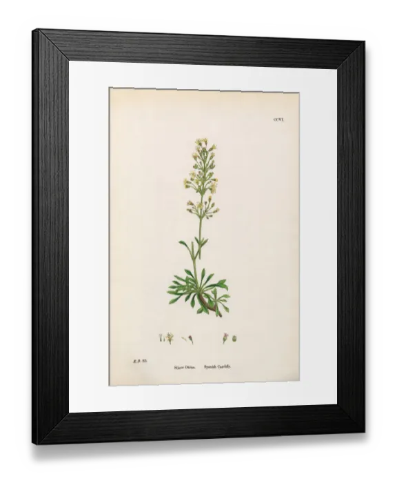 Framed Print : Spanish Catchfly, Silene Otites, Victorian Botanical Illustration, 1863 Framed Print : Spanish Catchfly, Silene Otites, Victorian Botanical Illustration, 1863