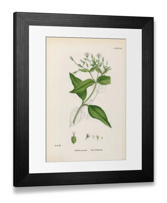 Framed Print : Wood Chickweed, Cerastium Nemorum, Victorian Botanical Illustration, 1863 Framed Print : Wood Chickweed, Cerastium Nemorum, Victorian Botanical Illustration, 1863