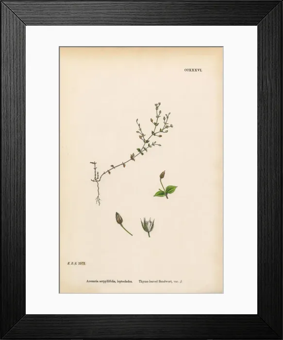 Framed Print : Thyme-leaved Sandwort, Arenaria Serpyllifolia, Victorian Botanical Illustration, 1863 Framed Print : Thyme-leaved Sandwort, Arenaria Serpyllifolia, Victorian Botanical Illustration, 1863