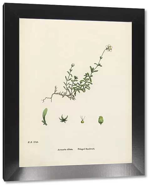 Fringed Sandwort, Arenaria Ciliata, Victorian Botanical Illustration, 1863