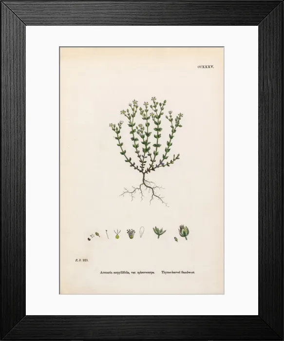 Framed Print : Thyme-leaved Sandwort, Arenaria Serpyllifolia, Victorian Botanical Illustration, 1863 Framed Print : Thyme-leaved Sandwort, Arenaria Serpyllifolia, Victorian Botanical Illustration, 1863