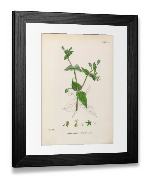 Framed Print : Water Chickweed, Cerastium Aquatica, Victorian Botanical Illustration, 1863 Framed Print : Water Chickweed, Cerastium Aquatica, Victorian Botanical Illustration, 1863