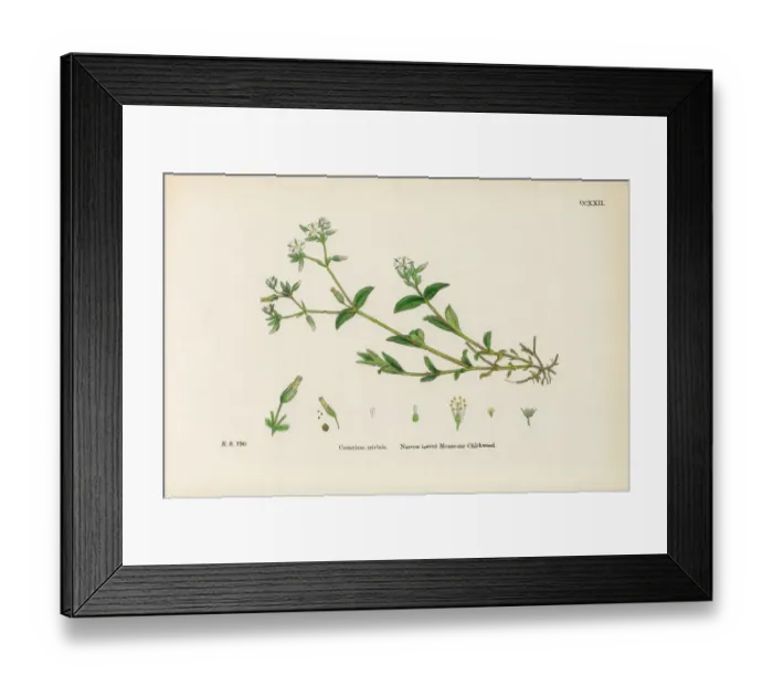 Framed Print : Narrow-leaved Mouse-Ear Chickweed, Cerastium Triviale, Victorian Botanical Illustration, 1863 Framed Print : Narrow-leaved Mouse-Ear Chickweed, Cerastium Triviale, Victorian Botanical Illustration, 1863