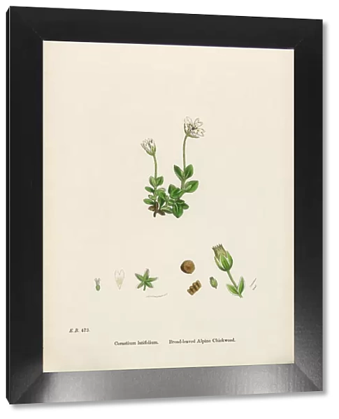 Broad-Leaved Alpine Chickweed, Cerastium Latifolium, Victorian Botanical Illustration, 1863