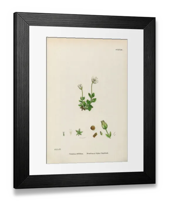 Framed Print : Broad-Leaved Alpine Chickweed, Cerastium Latifolium, Victorian Botanical Illustration, 1863 Framed Print : Broad-Leaved Alpine Chickweed, Cerastium Latifolium, Victorian Botanical Illustration, 1863
