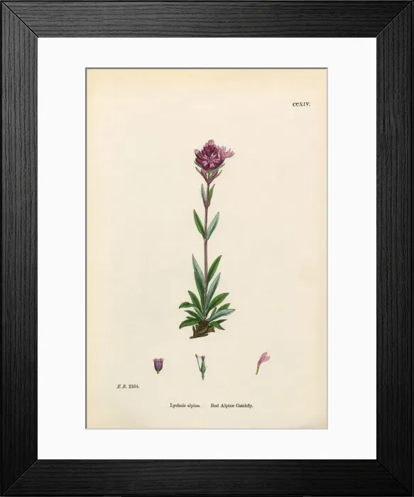 Framed Print : Red Alpine Catchfly, Lychnis alpina, Victorian Botanical Illustration, 1863 Framed Print : Red Alpine Catchfly, Lychnis alpina, Victorian Botanical Illustration, 1863