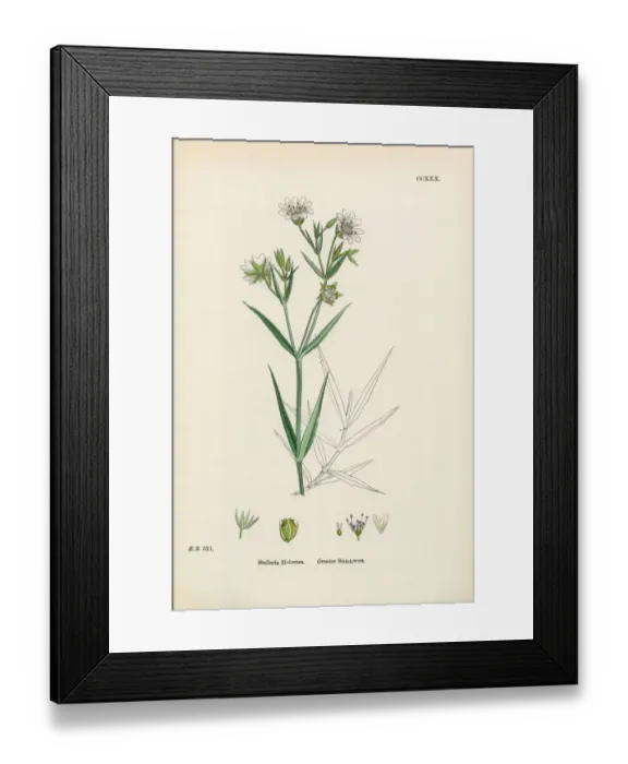 Framed Print : Greater Stitchwort, Stellaria Holostea, Victorian Botanical Illustration, 1863 Framed Print : Greater Stitchwort, Stellaria Holostea, Victorian Botanical Illustration, 1863