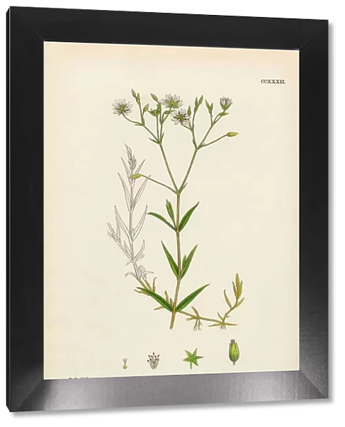 Lesser Stitchwort, Stellaria Graminea, Victorian Botanical Illustration, 1863