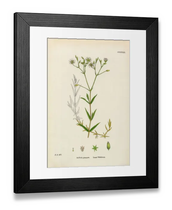 Framed Print : Lesser Stitchwort, Stellaria Graminea, Victorian Botanical Illustration, 1863 Framed Print : Lesser Stitchwort, Stellaria Graminea, Victorian Botanical Illustration, 1863