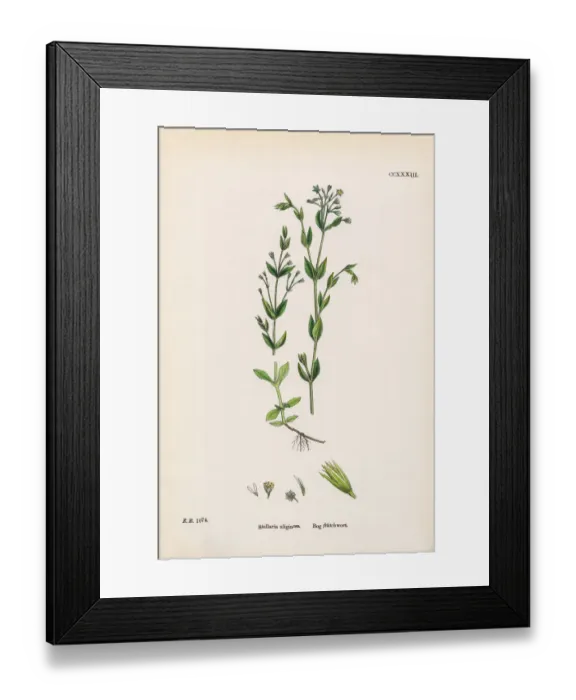 Framed Print : Bog Stitchwort, Stellaria Uliginosa, Victorian Botanical Illustration, 1863 Framed Print : Bog Stitchwort, Stellaria Uliginosa, Victorian Botanical Illustration, 1863
