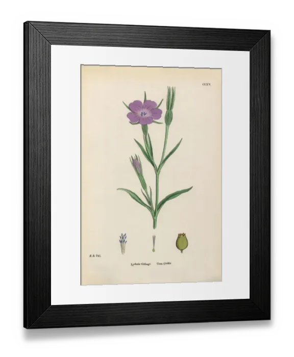 Framed Print : Corn Cockle, Lychnis Githago, Victorian Botanical Illustration, 1863 Framed Print : Corn Cockle, Lychnis Githago, Victorian Botanical Illustration, 1863