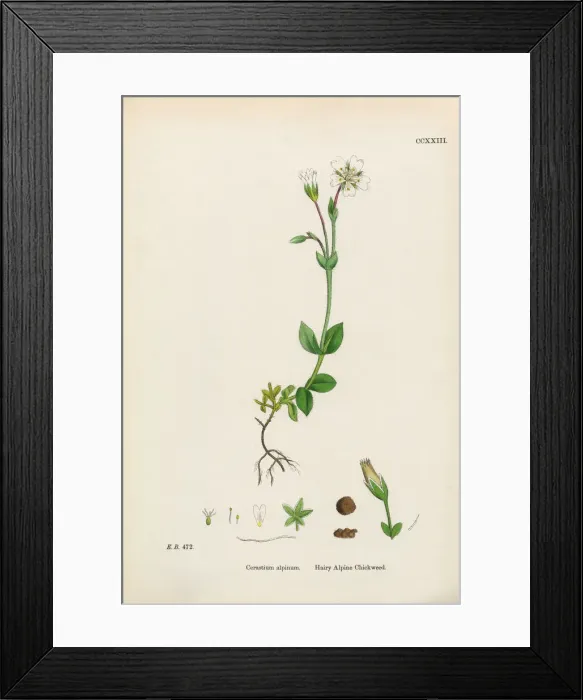 Framed Print : Hairy Alpine Chickweed, Cerastium Alpinum, Victorian Botanical Illustration, 1863 Framed Print : Hairy Alpine Chickweed, Cerastium Alpinum, Victorian Botanical Illustration, 1863