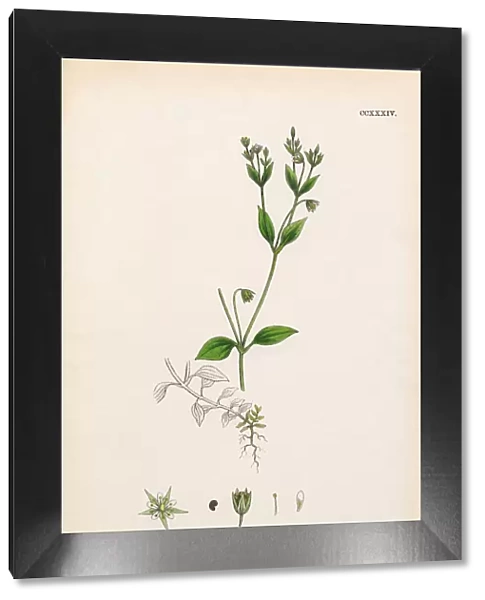 Three-nerved Sandwort, Arenaria Trinervis, Victorian Botanical Illustration, 1863
