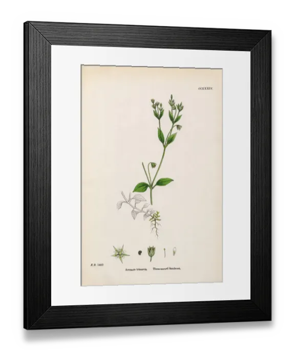 Framed Print : Three-nerved Sandwort, Arenaria Trinervis, Victorian Botanical Illustration, 1863 Framed Print : Three-nerved Sandwort, Arenaria Trinervis, Victorian Botanical Illustration, 1863