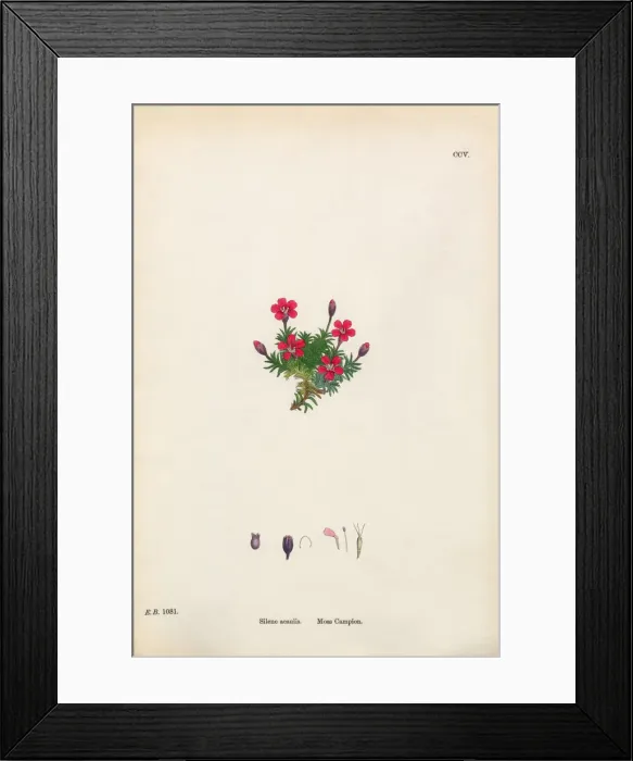 Framed Print : Moss Campion, Silene Acaulis, Victorian Botanical Illustration, 1863 Framed Print : Moss Campion, Silene Acaulis, Victorian Botanical Illustration, 1863