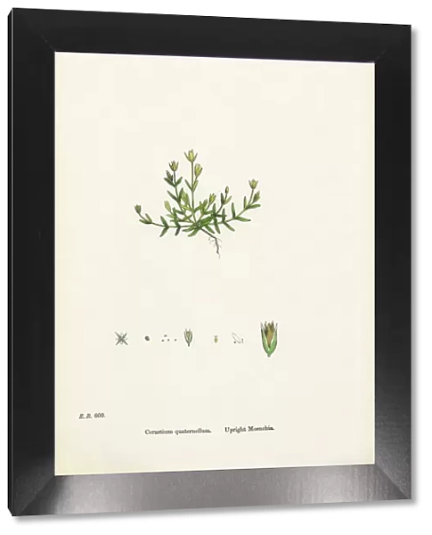 Upright Moenchia, Cerastium Quaternellum, Victorian Botanical Illustration, 1863