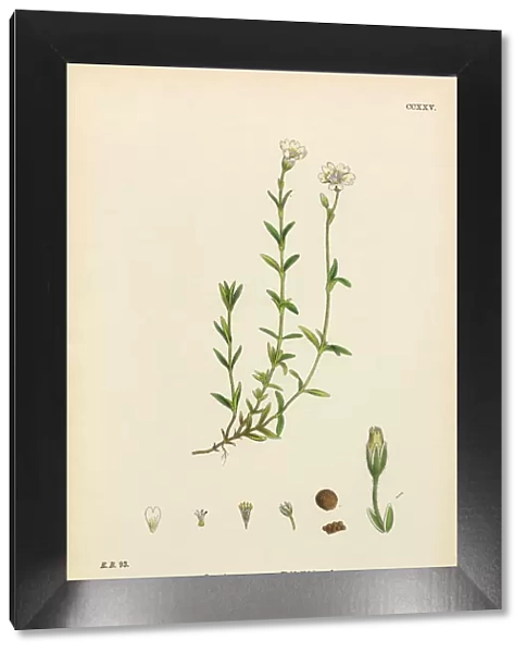 Field Chickweed, Cerastium Arvense, Victorian Botanical Illustration, 1863