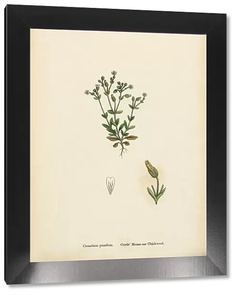 Mouse Ear Chickweed, Cerastium Pumilum, Victorian Botanical Illustration, 1863