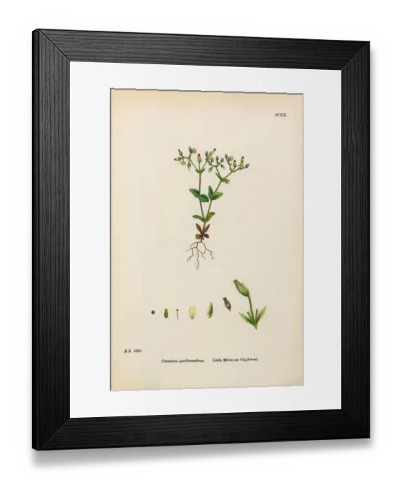 Framed Print : Little Mouse-Ear Chickweed, Cerastium Semidecandrum, Victorian Botanical Illustration, 1863