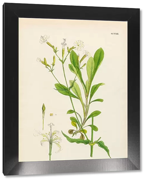 Italian Catchfly, Silene italica, Victorian Botanical Illustration, 1863