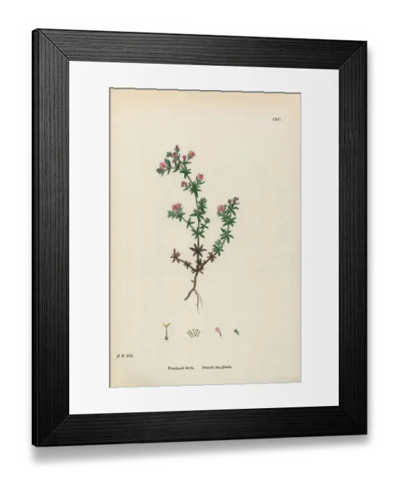 Framed Print : Smooth Sea-Heath, Frankenia Laevis, Victorian Botanical Illustration, 1863 Framed Print : Smooth Sea-Heath, Frankenia Laevis, Victorian Botanical Illustration, 1863