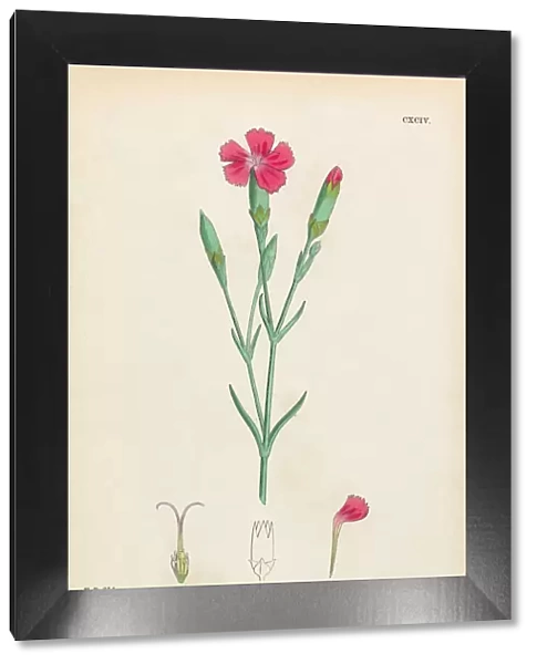 Clove Pink, Dianthus Caryophyllus, Victorian Botanical Illustration, 1863
