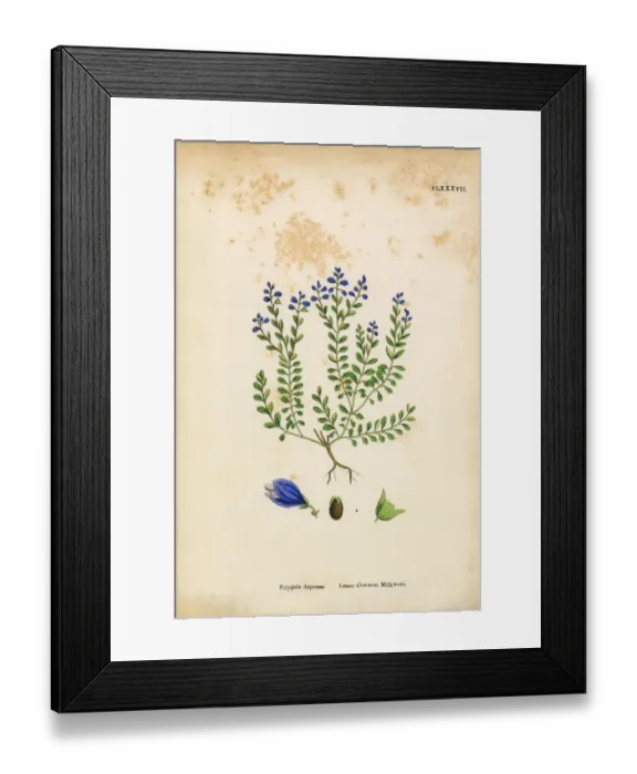 Framed Print : Lesser Common Milkwort, Polygala Depressa, Victorian Botanical Illustration, 1863 Framed Print : Lesser Common Milkwort, Polygala Depressa, Victorian Botanical Illustration, 1863