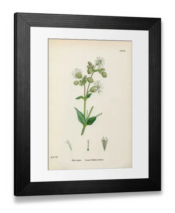 Framed Print : Common Bladder Campion, Silene inflata, Victorian Botanical Illustration, 1863 Framed Print : Common Bladder Campion, Silene inflata, Victorian Botanical Illustration, 1863