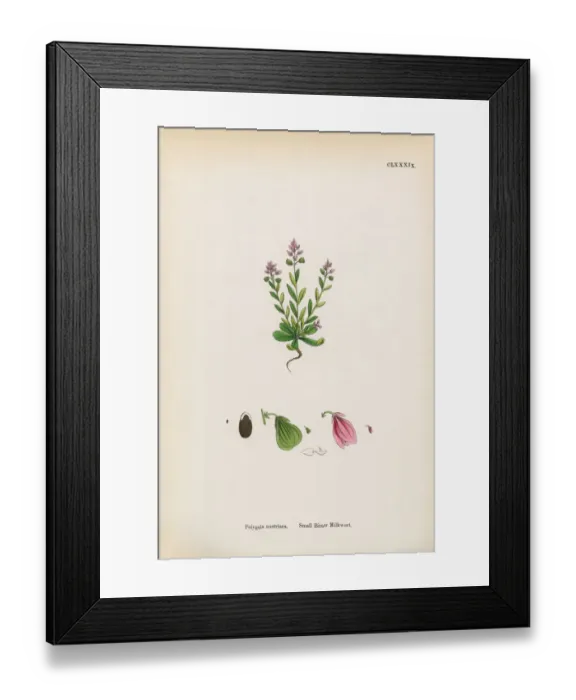 Framed Print : Small Bitter Milkwort, Polygala Austriaca, Victorian Botanical Illustration, 1863 Framed Print : Small Bitter Milkwort, Polygala Austriaca, Victorian Botanical Illustration, 1863