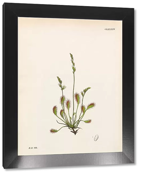 Lesser Long-leaved Sundew, Drosera Intermedia, Victorian Botanical Illustration, 1863