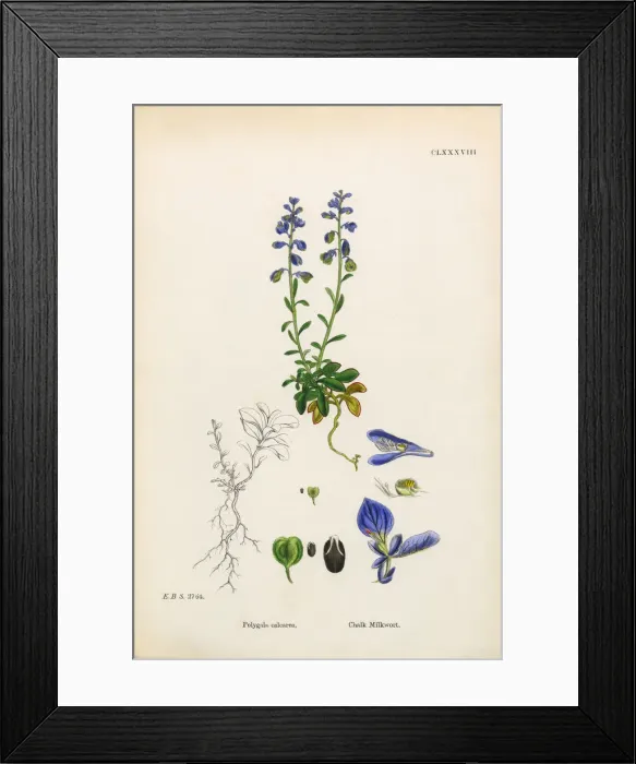 Framed Print : Chalk Milkwort, Polygala Calcarea, Victorian Botanical Illustration, 1863 Framed Print : Chalk Milkwort, Polygala Calcarea, Victorian Botanical Illustration, 1863