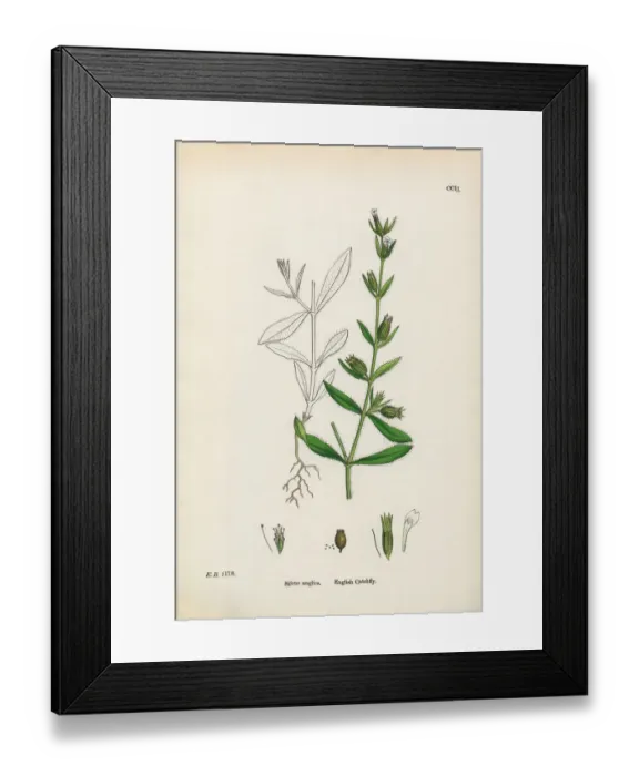 Framed Print : English Catchfly, Silene conica, Victorian Botanical Illustration, 1863 Framed Print : English Catchfly, Silene conica, Victorian Botanical Illustration, 1863