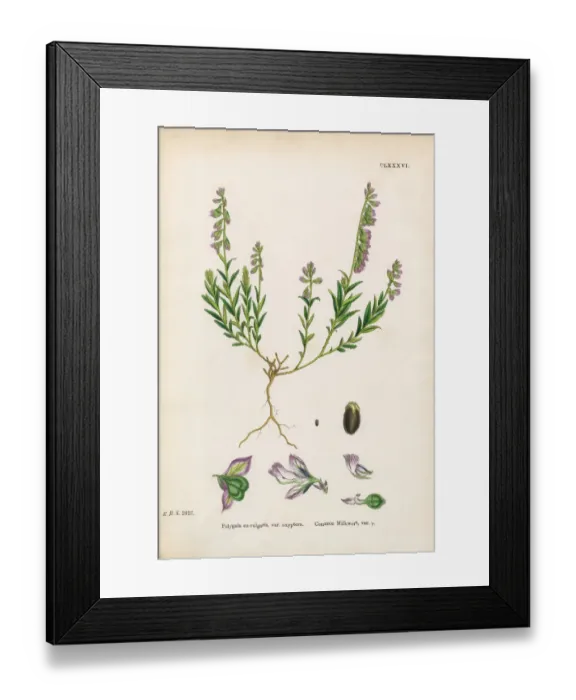 Framed Print : Common Milkwort, Polygala Eu-vulgaris, Victorian Botanical Illustration, 1863 Framed Print : Common Milkwort, Polygala Eu-vulgaris, Victorian Botanical Illustration, 1863