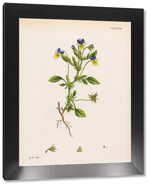 Large-Flowered Field Pansy, Viola Eu-tricolor, Victorian Botanical Illustration, 1863
