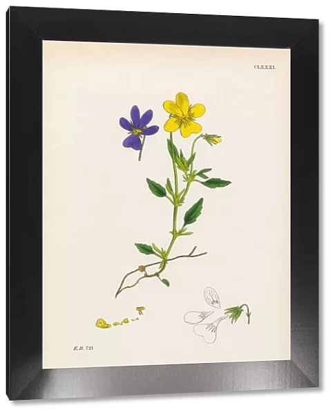 Mountain Pansy, Viola Latea, Victorian Botanical Illustration, 1863