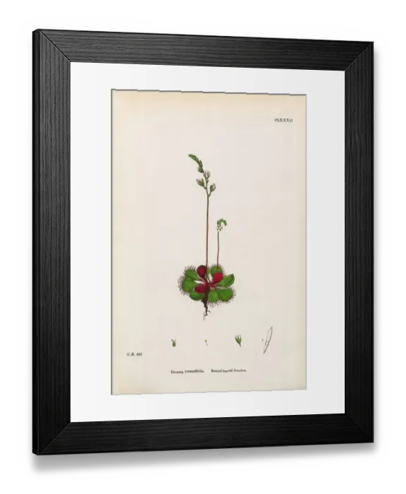 Framed Print : Round-leaved Sundew, Drosera Rotundifolia, Victorian Botanical Illustration, 1863