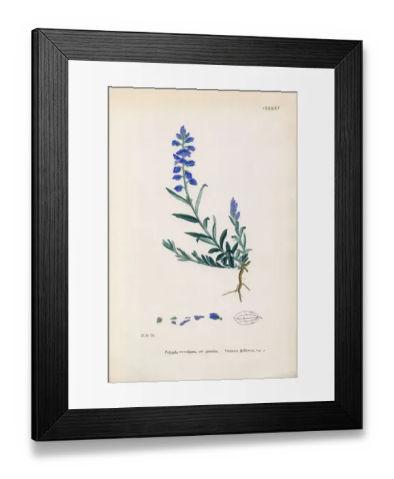 Framed Print : Common Milkwort, Polygala Eu-vulgaris, Victorian Botanical Illustration, 1863 Framed Print : Common Milkwort, Polygala Eu-vulgaris, Victorian Botanical Illustration, 1863