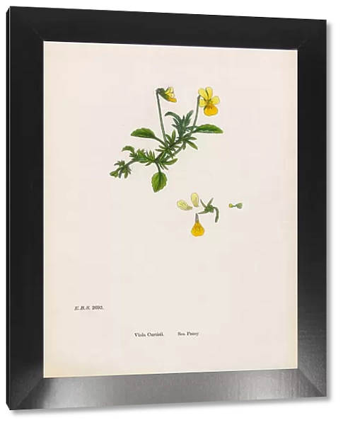 Sea Pansy, Viola Curtisii, Victorian Botanical Illustration, 1863