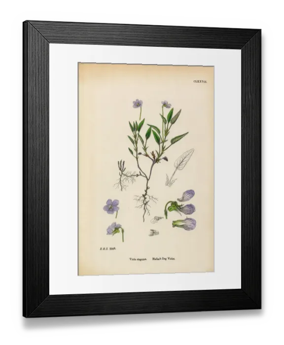 Framed Print : Halleras Dog Violet, Viola Stagnina, Victorian Botanical Illustration, 1863 Framed Print : Halleras Dog Violet, Viola Stagnina, Victorian Botanical Illustration, 1863