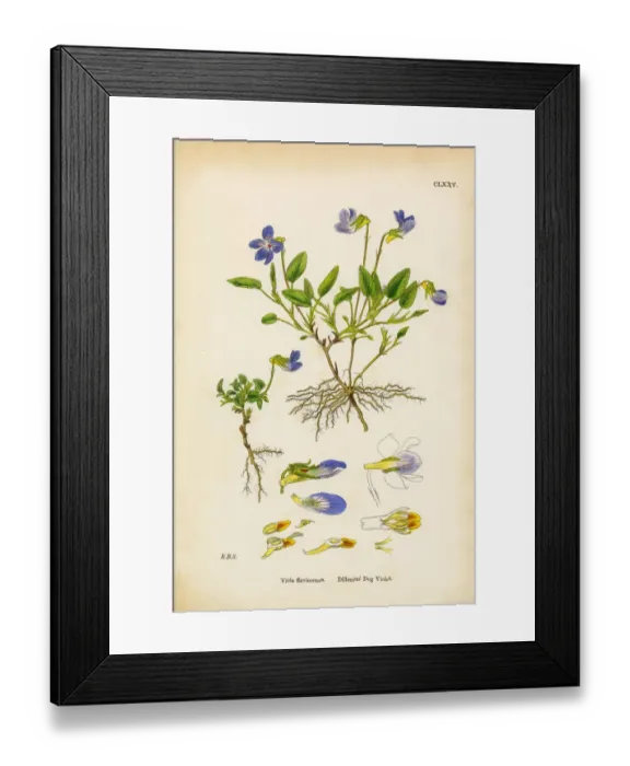 Framed Print : Dilleniusa Dog Violet, Viola Flavicornus, Victorian Botanical Illustration, 1863 Framed Print : Dilleniusa Dog Violet, Viola Flavicornus, Victorian Botanical Illustration, 1863