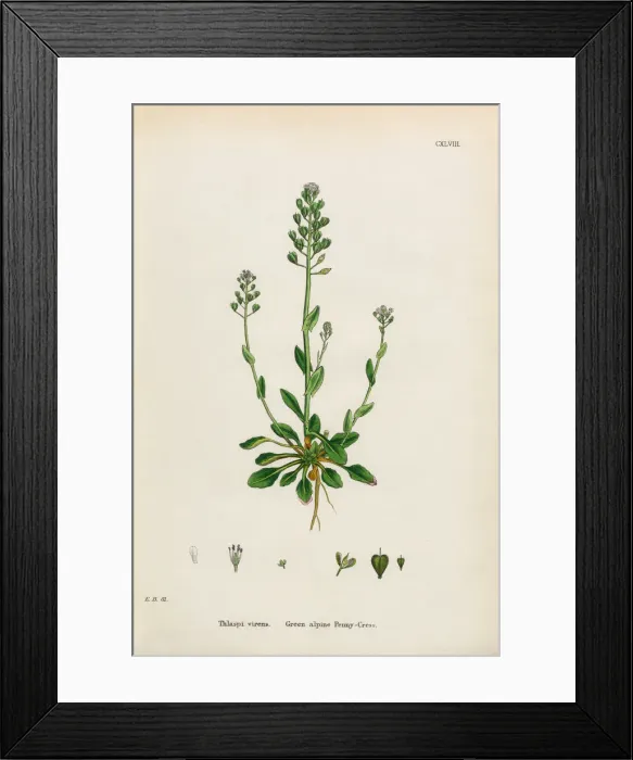 Framed Print : Green Penny-Cress, Thlaspi virens, Victorian Botanical Illustration, 1863 Framed Print : Green Penny-Cress, Thlaspi virens, Victorian Botanical Illustration, 1863