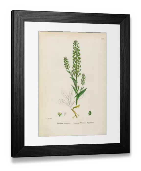 Framed Print : Mithridate Pepperwort, Lepidium campestre, Victorian Botanical Illustration, 1863