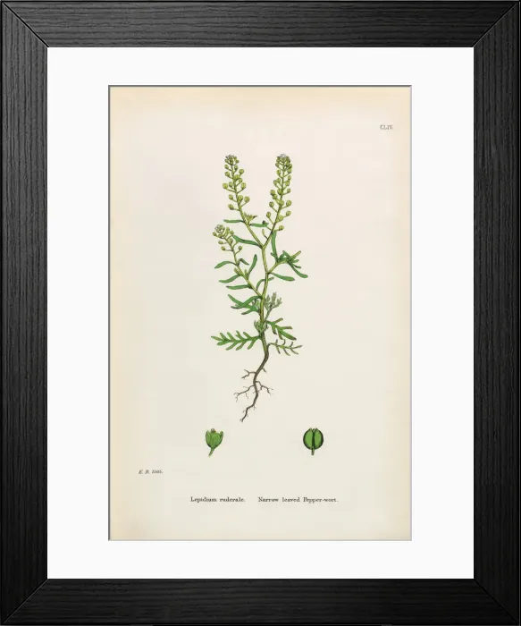Framed Print : Narrow leaved Pepperwort, Lepidium ruderale, Victorian Botanical Illustration, 1863 Framed Print : Narrow leaved Pepperwort, Lepidium ruderale, Victorian Botanical Illustration, 1863