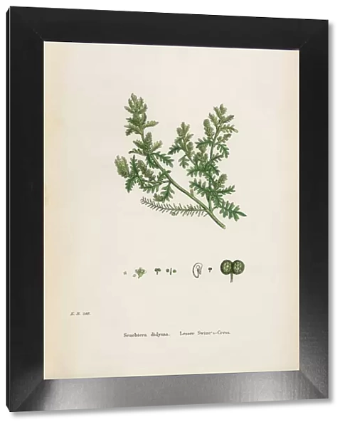 Lesser Swineas Cress, Senebiera didyma, Victorian Botanical Illustration, 1863