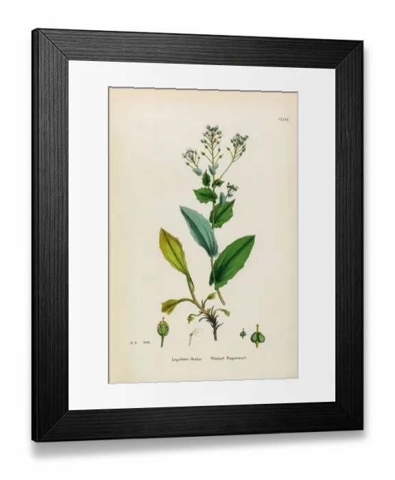 Framed Print : Whitlow Pepperwort, Lepidium Draba, Victorian Botanical Illustration, 1863 Framed Print : Whitlow Pepperwort, Lepidium Draba, Victorian Botanical Illustration, 1863
