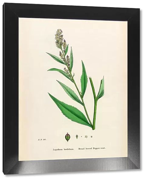 Broad leaved Pepperwort, Lepidium latifolium, Victorian Botanical Illustration, 1863
