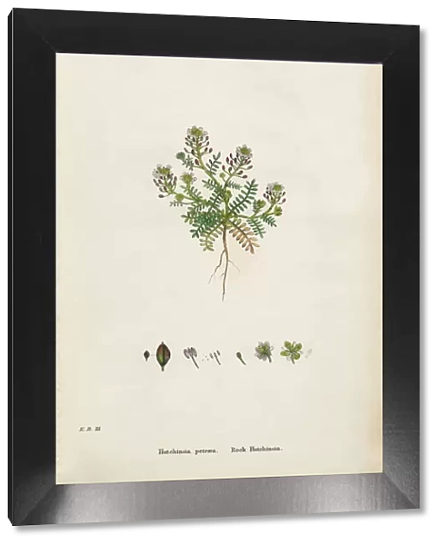 Rock Hutchinsia, Hutchinsia petraea, Victorian Botanical Illustration, 1863