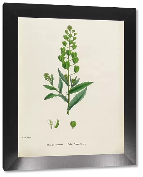 Field Penny-Cress, Thlaspi Arvense, Victorian Botanical Illustration, 1863
